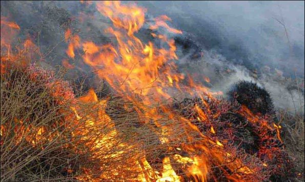 گرمای هوا زمینه‌ساز بروز آتش سوزی در جنگل‌های خراسان شمالی است