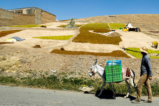 طرح‌های ضربتی تولید و اشتغال در ۲ روستای استان ایلام‌ اجرا می شود