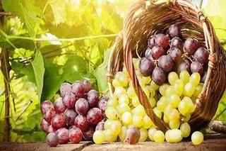 ۱۷۵ هزار تن انگور از تاکستان‌های استان برداشت می‌شود