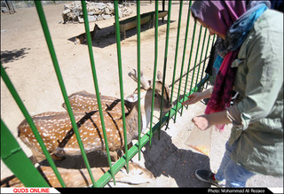 استقرار دامپزشک در باغ وحش مشهد برای رسیدگی به حیوانات