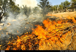 یک و نیم هکتار از باغ‌های میناب در آتش سوخت/ علت؛ گرمای هوا