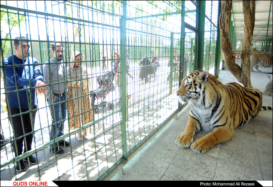 مهلت یک هفته ای محیط زیست به باغ وحش مشهد برای انجام اصلاحات