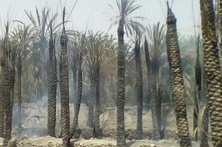 نخلستان های کرمان دچار حریق شد/۳ خودرو و یک موتورسیکلت در آتش سوخت