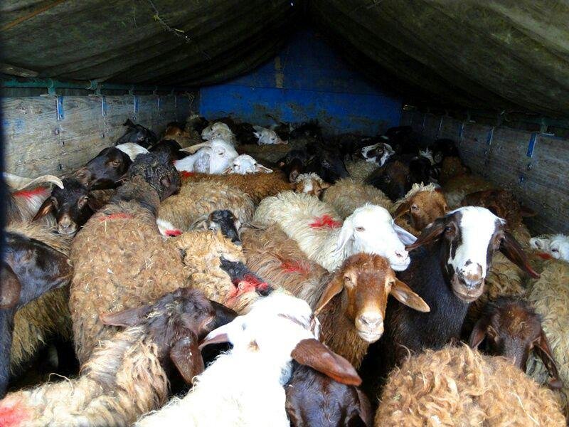 ۹۰ راس گوسفند قاچاق در گرمه کشف شد