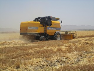 خرید تضمینی گندم کشاورزان در استان چهارمحال و بختیاری آغاز شد