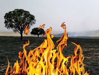 آتش در بلوطستان