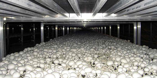 سالانه ۴۰۰ تن قارچ خوراکی در استان تولید می‌شود