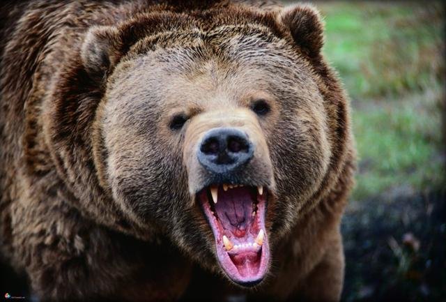 حمله خرس وحشی به مرد کوهرنگی