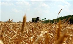 بیش از ۱۴۰ هزار تن گندم از کشاورزان قزوینی خریداری شد