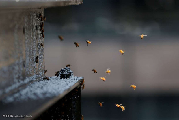 زنبوردرمانی پایه و اساس علمی ندارد