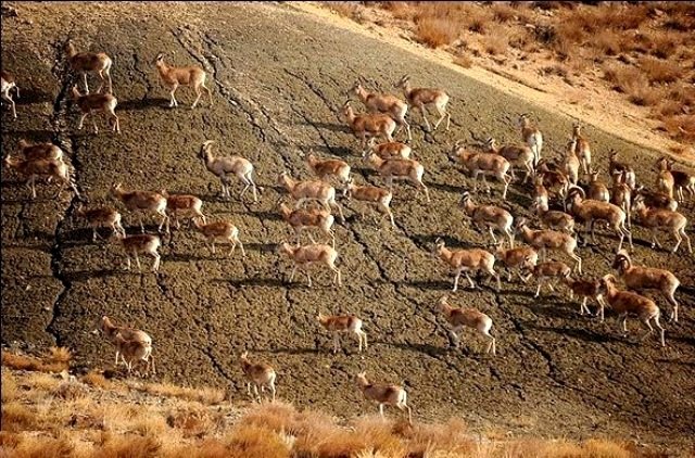 حفاظت از پارک ملی گلستان با کمک مردم  رقم خواهد خورد