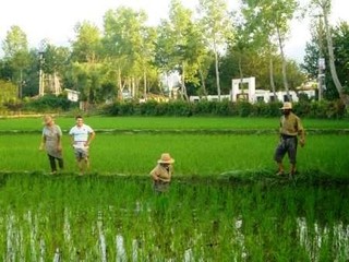 ۵۰۰ هکتار از اراضی رها شده استان گیلان زیر کشت برنج رفت