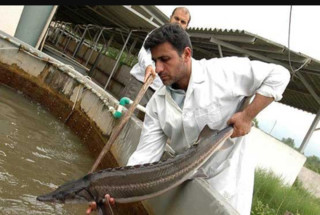 تولید ۴۵۰۰ تن گوشت ماهی خاویاری در کشور