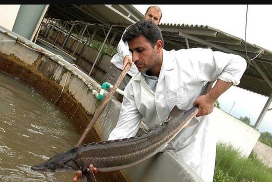 بهره‌برداری از نخستین مجتمع پرورش ماهیان خاویاری کشور در خراسان رضوی