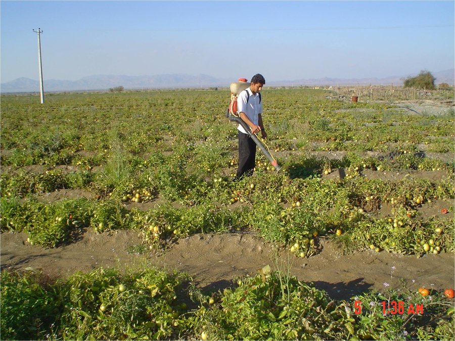 ۱۵ هزار رقبه وقفی با کاربری کشاورزی در استان یزد وجود دارد 