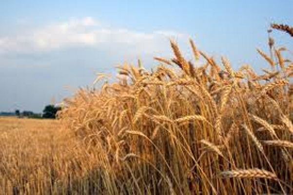 کردستان رتبه ۴ تولید گندم در کشور را دارد