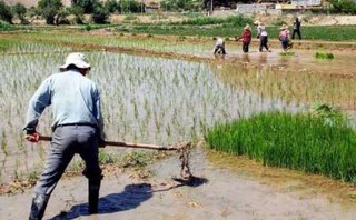 کشت بیش از ۲۳۰هکتار برنج در اراضی شهرستان لنده