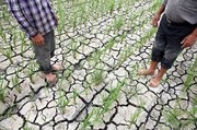 شالیزار های مازندران در عطش آب؛ خشکسالی در برابر برنج شمال قد کشید