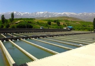 رشد ۲۵ درصدی تولیدات آبزی در استان زنجان