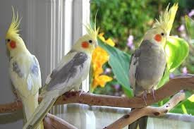 ۱۴۶ قطعه پرنده «عروس هلندی» در مهریز کشف شد