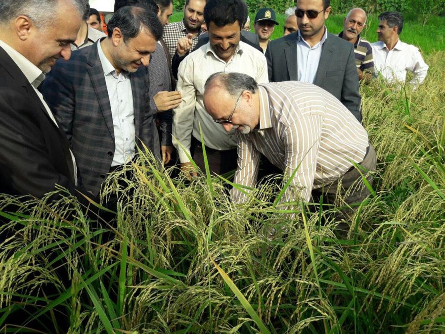 جلوگیری از واردات برنج تا پایان فصل برداشت و توزیع