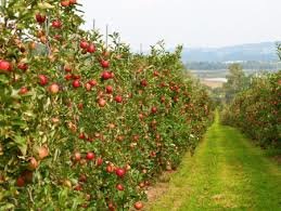 یک سوم کل سیب تولیدی کشور در آذربایجان غربی تولید می شود