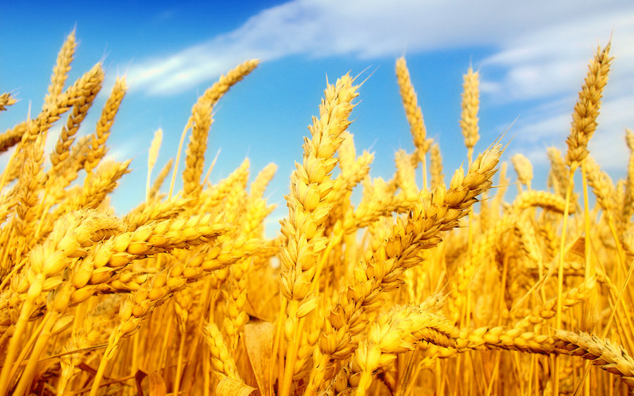 تولید ۱۳.۵ میلیون تن گندم در ایران طی سال زراعی جاری

