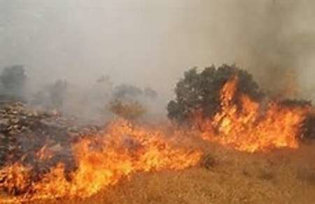 انسان عامل اصلی آتش سوزی در جنگل های «بزداغی» است