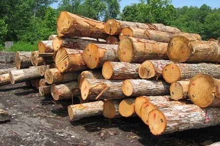 ممنوعیت قطع و حمل چوب بدون مجوز منابع طبیعی 