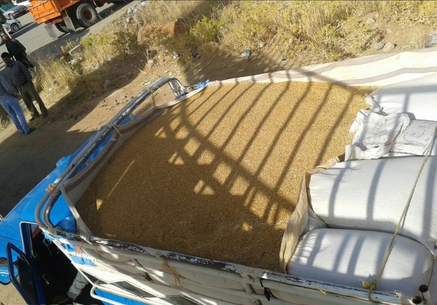 ایرانشهر پیشتاز خرید گندم در سیستان و بلوچستان شد