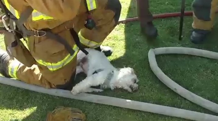 فیلم/ احیاء یک سگ توسط آتش‌نشانان