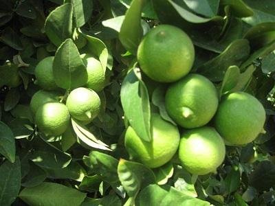 برداشت ۱۱ هزار تن لیمو ترش از باغات سیستان و بلوچستان