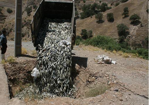بیش از یکصد هزار قطعه بچه ماهی قزل آلا در شهرستان اردل معدوم شد