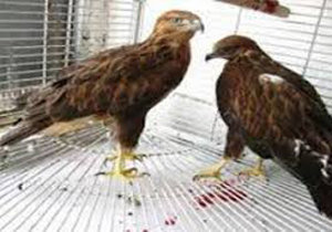 دو بهله پرنده شکاری به اداره محیط زیست گرمه تحویل داده شد