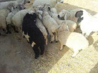 ۱۲۹ راس گوسفند قاچاق در زاهدان کشف شد