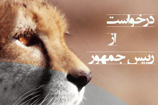 پاسخ امیدوارکننده ۲ وزارتخانه به طومار نجات یوزپلنگ ایرانی
