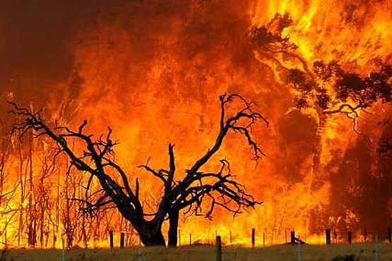 ۱۰ هکتار از بزرگترین انارستان کشور در کوهدشت در آتش سوخت