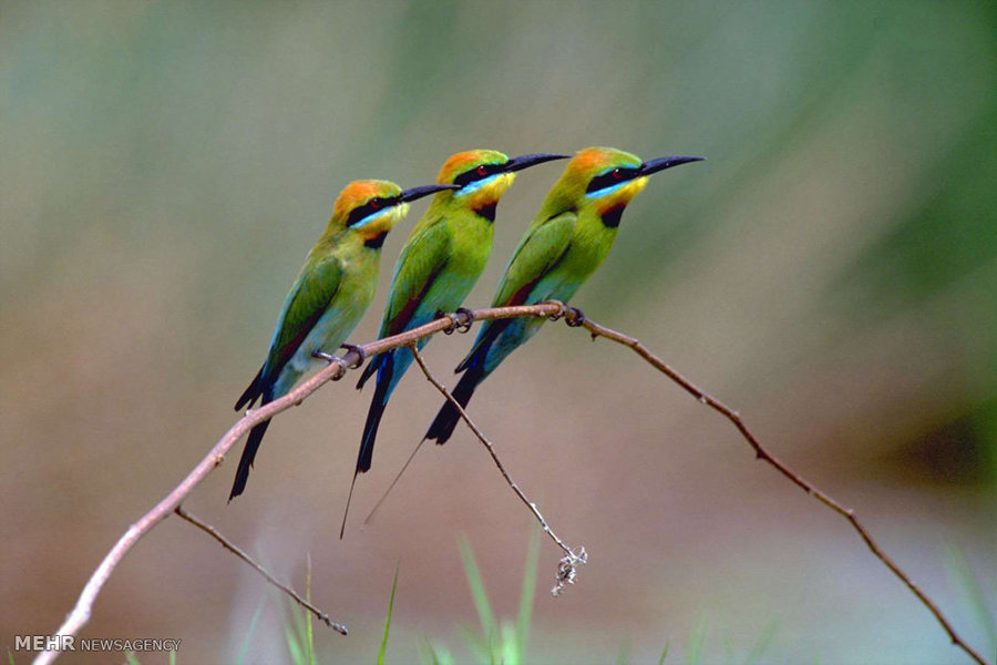 گردشگری پرندگان ظرفیتی منحصر به فرد برای جذب توریست