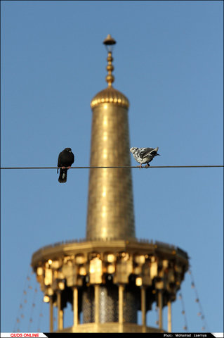 کبوتران حرم 