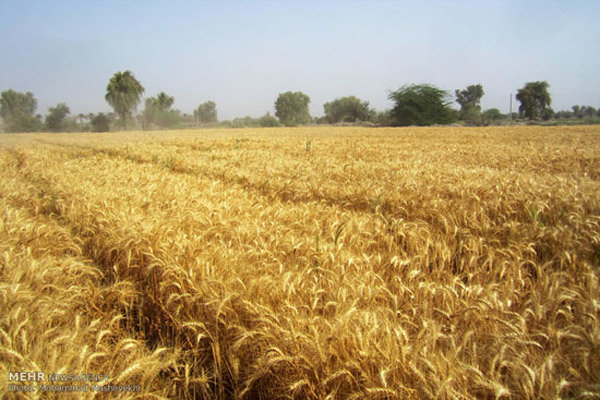 خرید ۳۷۰ هزار تن گندم در لرستان پیش بینی شده است 
