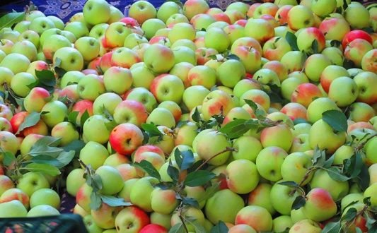 سیب باغداران خمین در سبد دلالان
