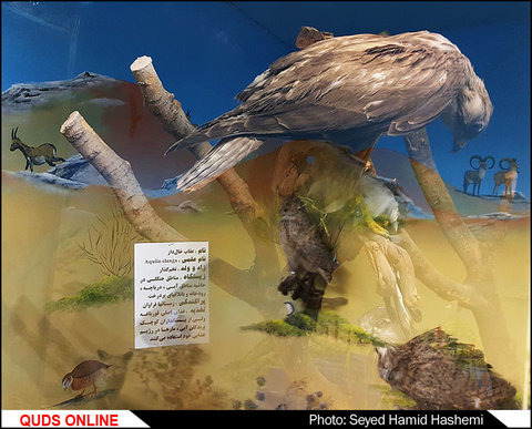 موزه ای ازحیات وحش 