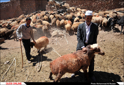 آیین سنتی قوچ گذار در روستای برده کلات