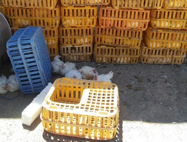 هفتصد کیلوگرم مرغ زنده در شهر لردگان کشف و معدوم شد
