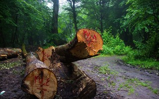 متخلف قطع درخت به غرس یکصد اصله نهال محکوم شد