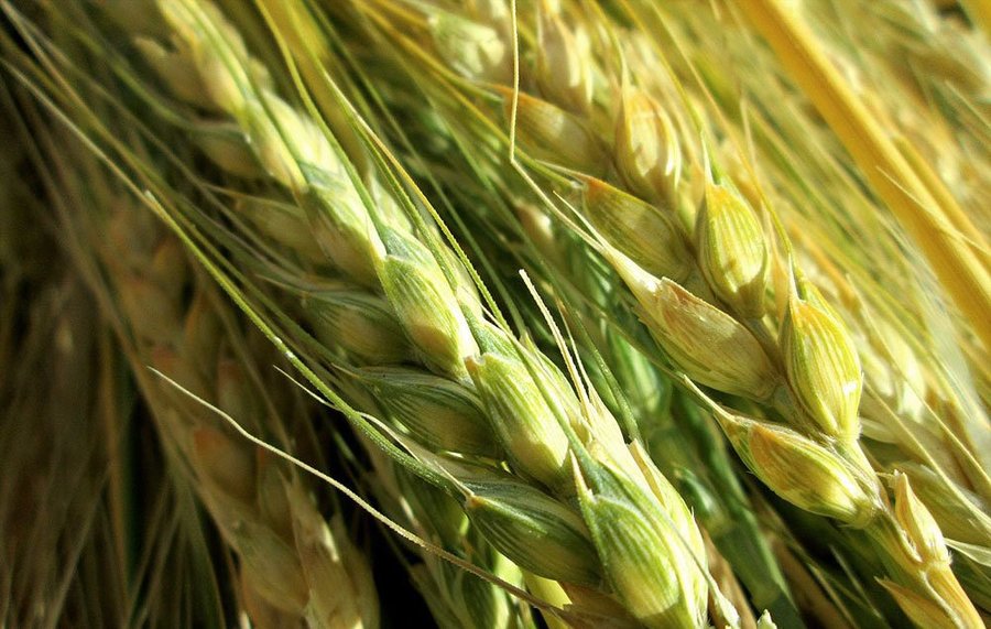 واگذاری تولید بذر گندم به بخش خصوصی منجر به محدودیت نشود