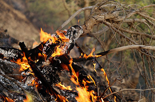 آتش بر منبع نشاط  چرداول! / خطای انسانی عامل اصلی آتش سوزی در جنگل های ایلام است
