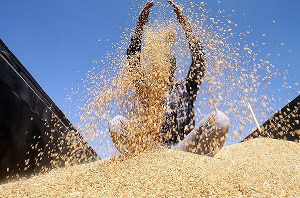 ۴۳ هزار تن بذر تولیدی گندم در اختیار کشاورزان گلستانی قرار گرفت