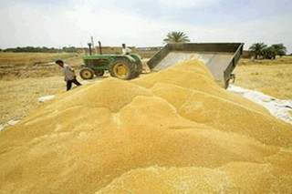 خرید بیش از ۴۹۵ هزار تن گندم به ارزش ۶۴۷ میلیارد تومان درکردستان
