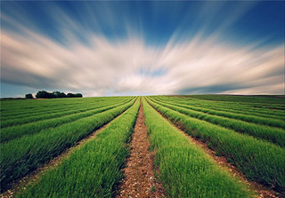 کاهش ۱۰ درصدی صادرات محصولات کشاورزی؛ دلیلش را از وزارت کشاورزی بپرسید